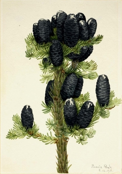 Alpine Fir (Abies lasiocarpa) by Mary Vaux Walcott