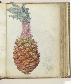 Ananas by Jan Brandes