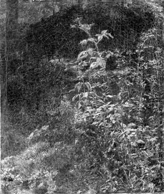 Blackberry Bush by William Trost Richards