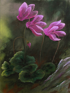 Cyclamen flowers by Τέτη Γιαννάκου