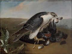 Falcon devouring a bird by Nicasius Bernaerts