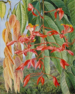 Foliage and Flowers of the Burmese Thaw-Ka or Soka, Painted at Singapore by Marianne North