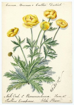 Globe flower (trollius europaeus) - William Catto - ABDAG016328 by William Catto