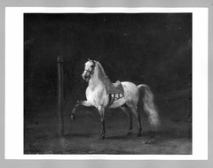 grey horse by Philips Wouwerman