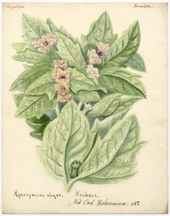 Henbane (Hyoscyamus niger) - William Catto - ABDAG016207 by William Catto