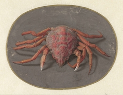 Krab by Jan Augustin van der Goes