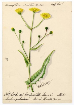 Marsh Hawks' Beard (Crepis paludosa) - William Catto - ABDAG016162 by William Catto