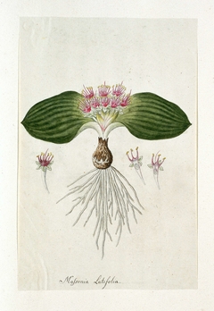 Massonia depressa; met detailstudies van de bloemetjes by Robert Jacob Gordon