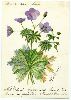 Meadow Gernium (Geranium pratense) - William Catto - ABDAG016040 by William Catto