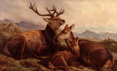 Morning with the Wild Red Deer by Samuel John Carter