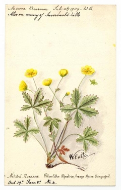 Orange Alpine Chinquefoil (Potentilla crantzii) - William Catto - ABDAG016201 by William Catto