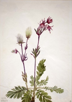 Prairie-Smoke (Sieversia ciliata) by Mary Vaux Walcott