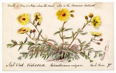 Rock rose (helianthemum chamaecistus) - William Catto - ABDAG016409 by William Catto