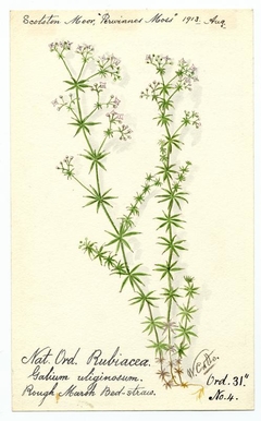 Rough Marsh Bedstraw (galium uliginesum) - William Catto - ABDAG016425 by William Catto