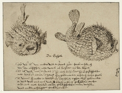 Sea Urchin by Jacob de Gheyn II