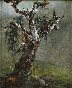 Study of a Gnarled Old Birch Tree by Johan Christian Dahl