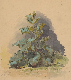 Study of Broadleaved Plant by Friedrich Carl von Scheidlin