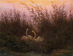 Swans in the reeds at the first dawn by Caspar David Friedrich