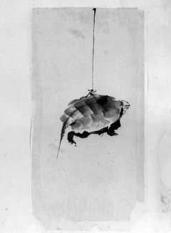 Tortoise Suspended By String by Katsushika Hokusai