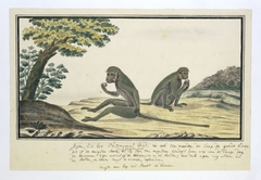 Twee etende meerkatten (Chlorocebus pygerythrus) by Robert Jacob Gordon