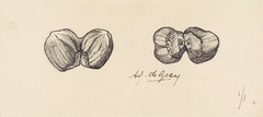 Twee studies van twee vergroeide hazelnoten by Julie de Graag