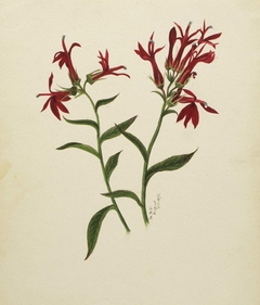 (Untitled--Flower Study) by Mary Vaux Walcott