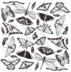 Butterflies by Gavin Rutherford