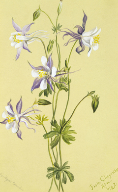 Blue Columbine (Aquilegia caerulea) by Mary Vaux Walcott