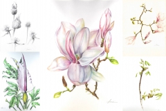 botanical art 2 by Araceli Requena