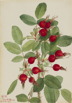 Bourgeau Rose (Rosa bourgeauiana) by Mary Vaux Walcott