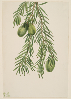 California Nutmeg (Tumion californicum) by Mary Vaux Walcott