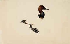 Common Pochard by Wilhelm von Wright