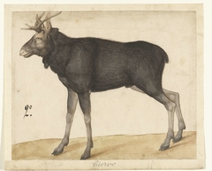 Eland by Unknown Artist