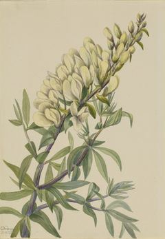 False Indigo (Baptista bructeata) by Mary Vaux Walcott