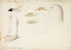 Glaucous Gull and Iceland Gull, sketch by Magnus von Wright