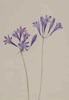 Grass Nut (Brodiaea laxa) by Mary Vaux Walcott