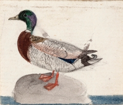 Mallard by Ferdinand von Wright