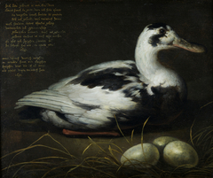 Portrait of the Sitting Duck 'Sijctghen' by Aelbert Cuyp