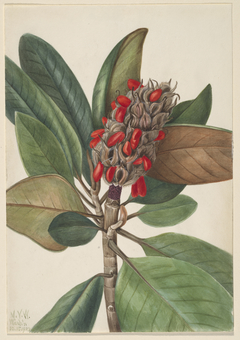 Southern Magnolia (Magnolia grandiflora) by Mary Vaux Walcott