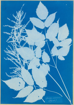 Spiraea aruncus (Tyrol) by Anna Atkins