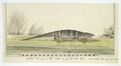 Steppenvaraan (Varanus exanthematicus albigularis) by Unknown Artist