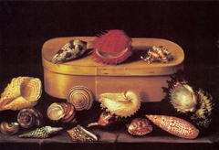 Still life with shells and a wooden box by Jacques Linard