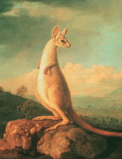 The Kongouro from New Holland by George Stubbs