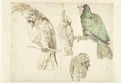 Vier studies van kaketoes by Jan Weenix