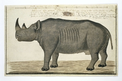 Zwarte neushoorn (Diceros bicornis): mannetje by Robert Jacob Gordon