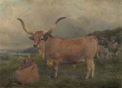 A group of Spanish Oxen by Charles Burton Barber