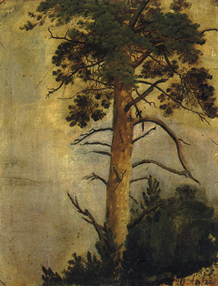 A Pine on a the Rock by Ivan Shishkin