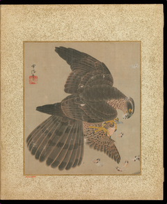 Album of Hawks and Calligraphy by Kanō Tsunenobu