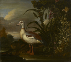 An Egyptian Goose by Francis Barlow