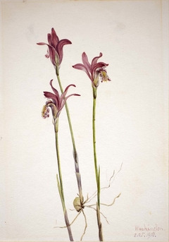 Arethusa (Arethusa bulbosa) by Mary Vaux Walcott